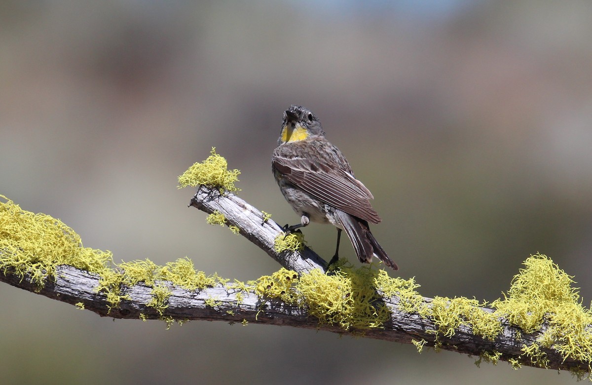 Yellow-rumped Warbler (Audubon's) - Milton Vine