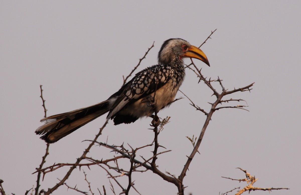 Southern Yellow-billed Hornbill - Paul Wolter
