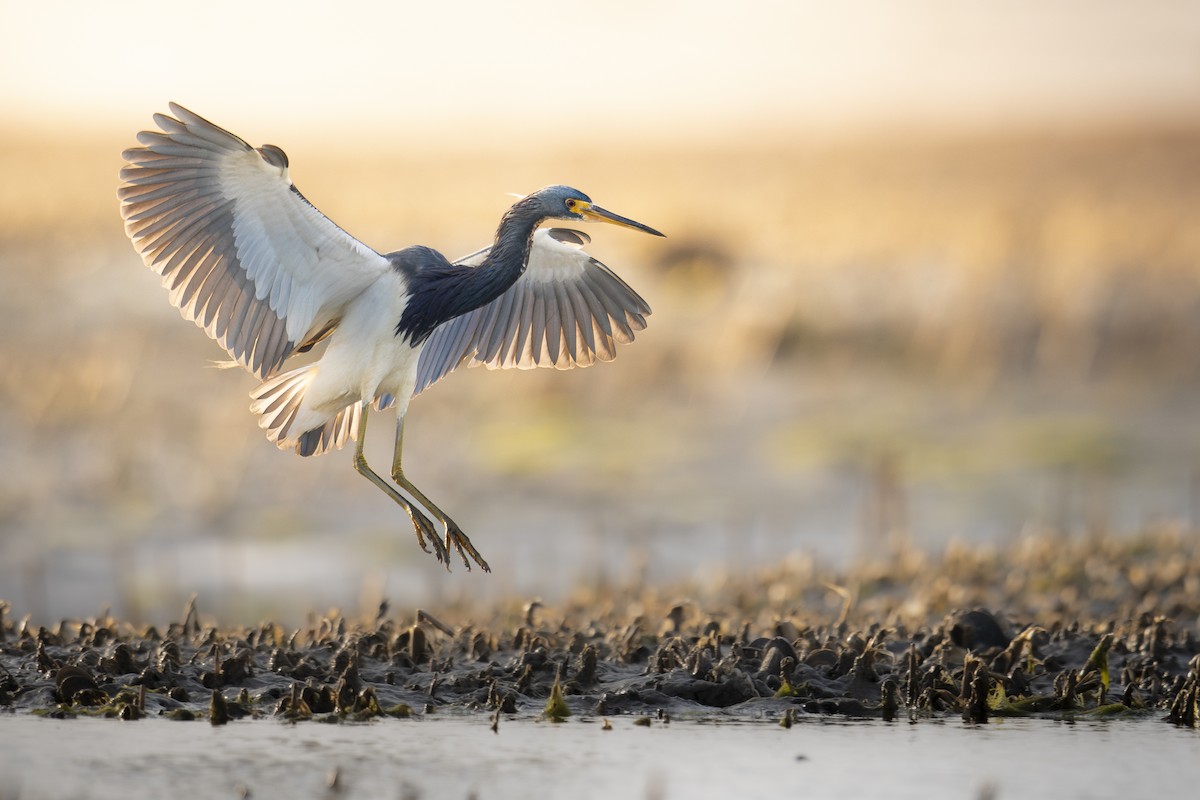 Tricolored Heron ML631881992