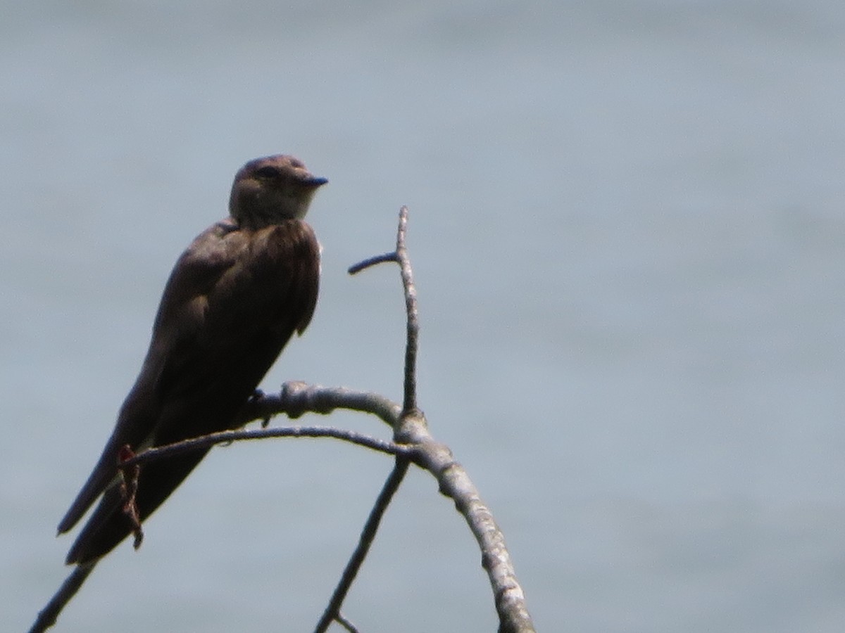 Northern Rough-winged Swallow - Meg Glines