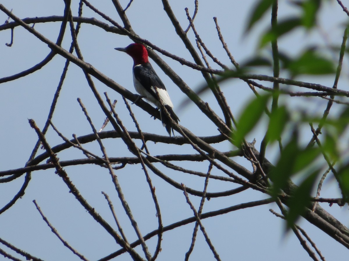 Red-headed Woodpecker - Meg Glines