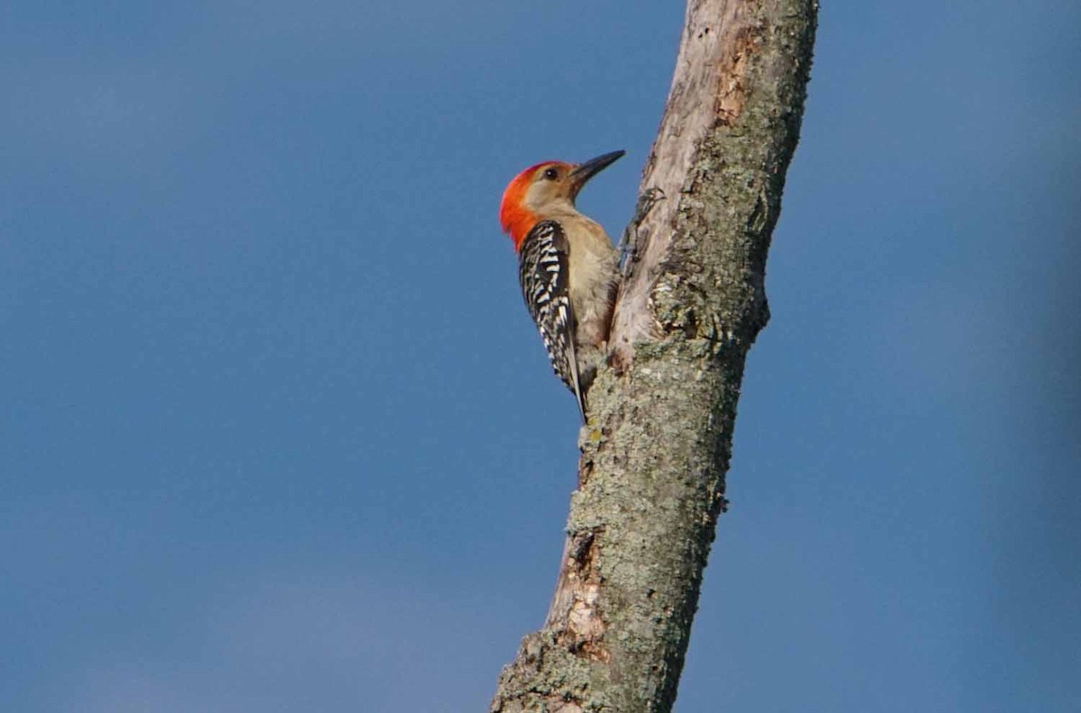Red-bellied Woodpecker - John Daniel