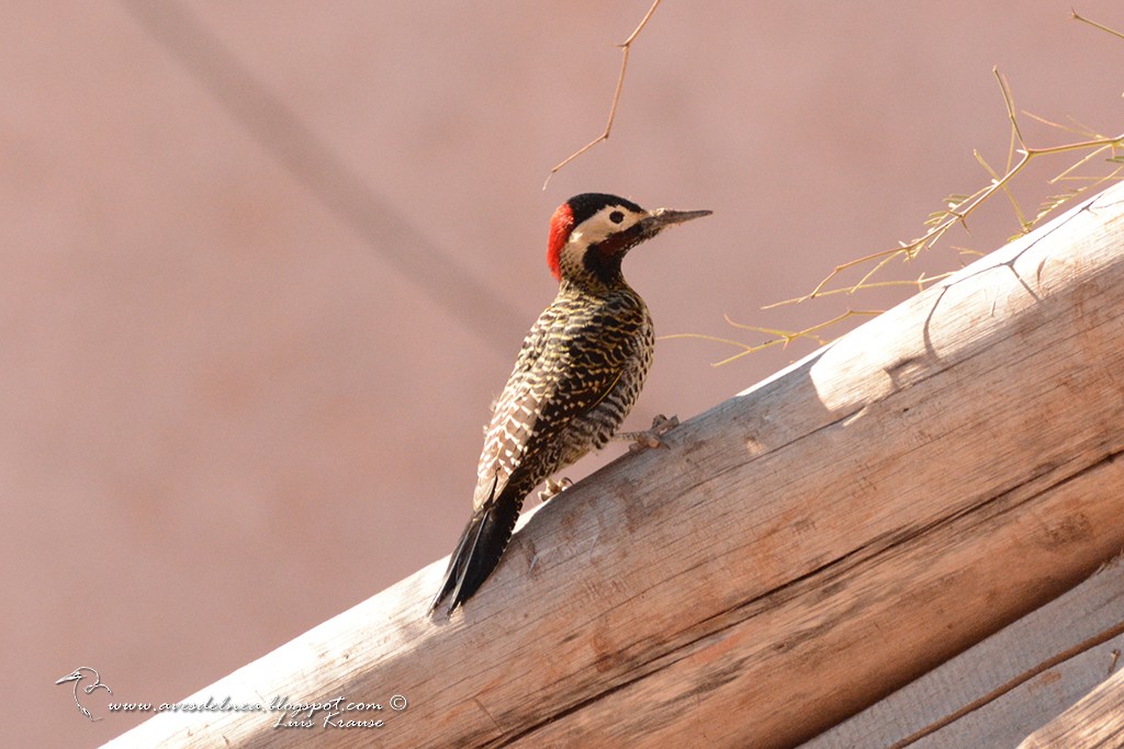 Green-barred Woodpecker - Marcelo Allende