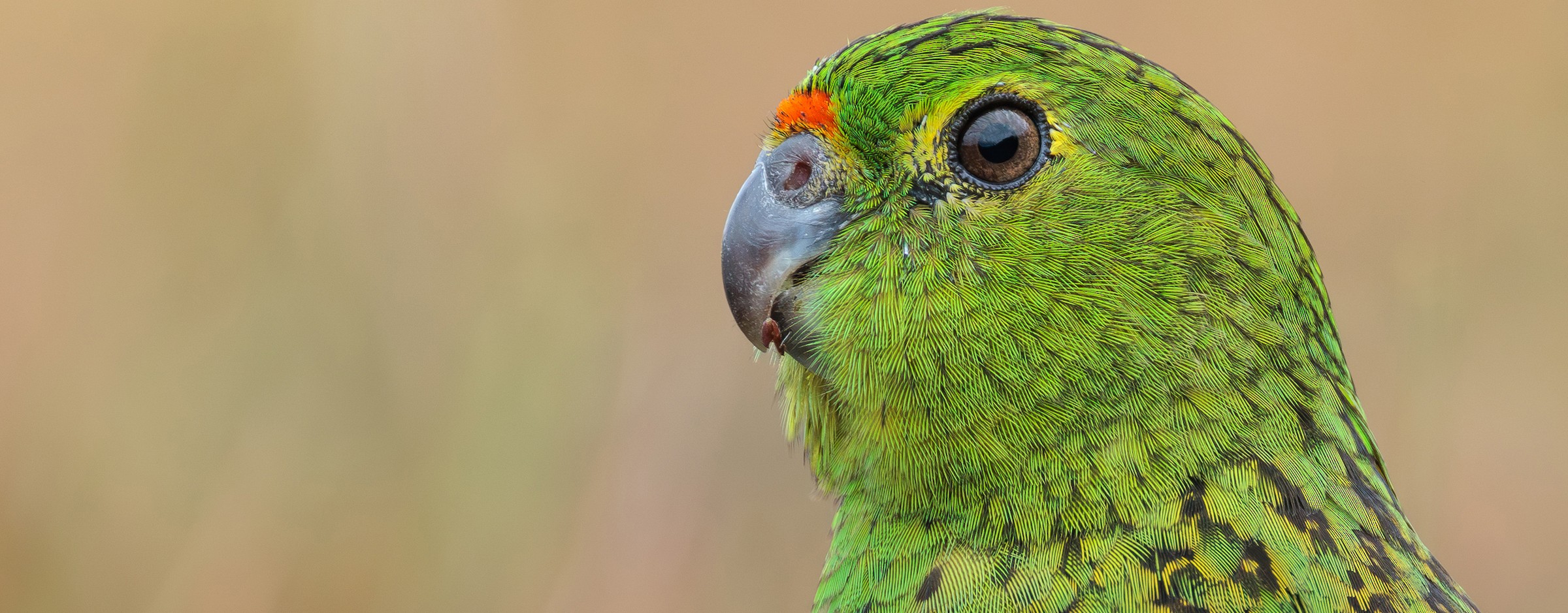 Ground Parrot