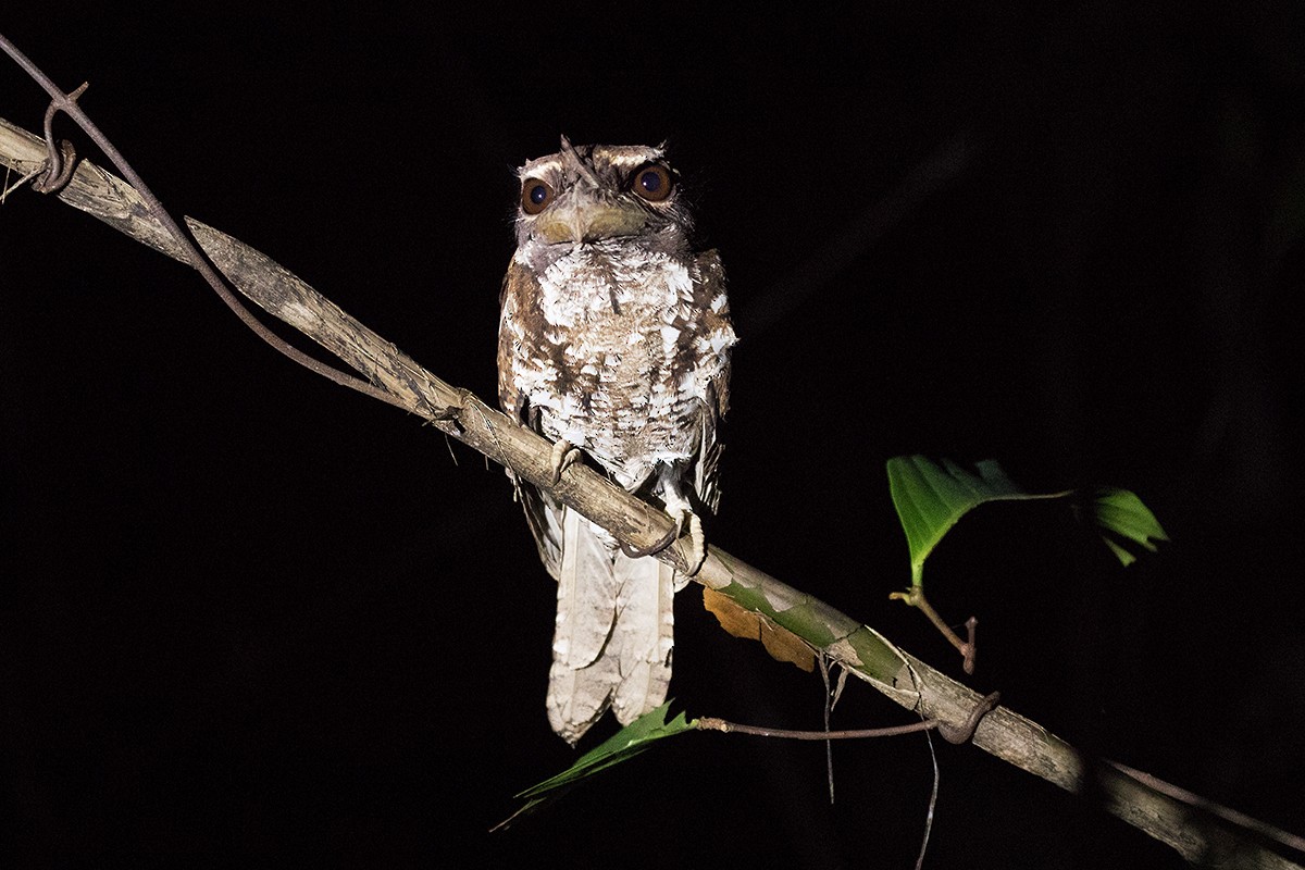 Marbled Frogmouth - ML63196561