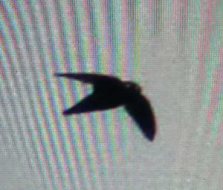 Spot-fronted Swift - ML63197721