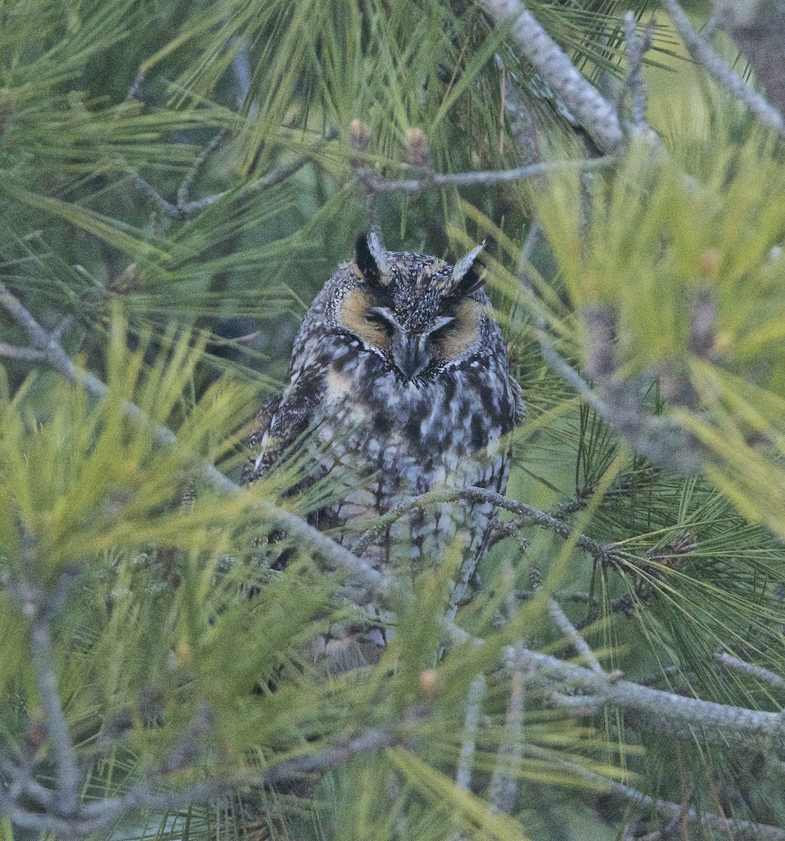 Long-eared Owl - russ ogden