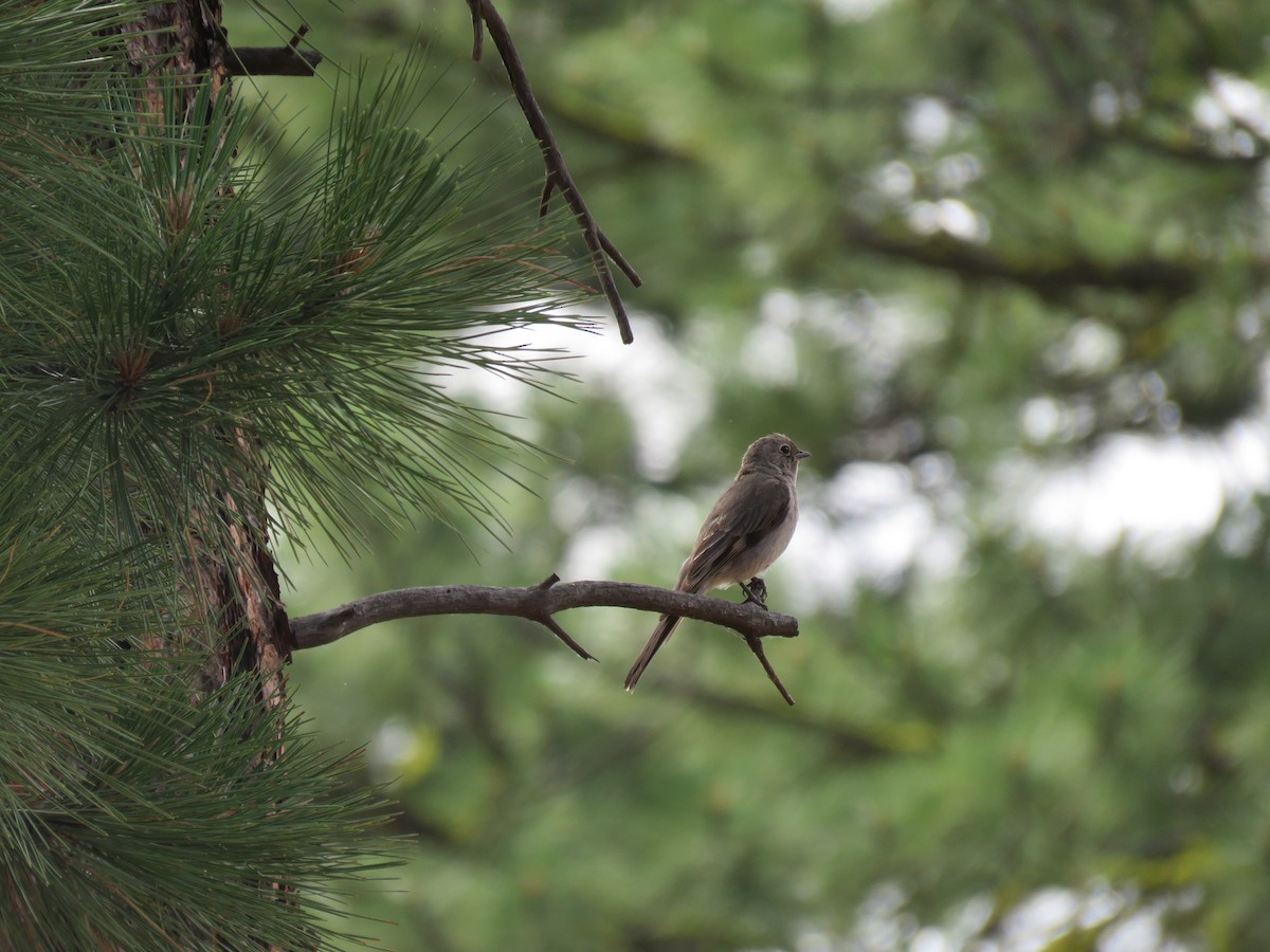 Townsend's Solitaire - Dave Slager