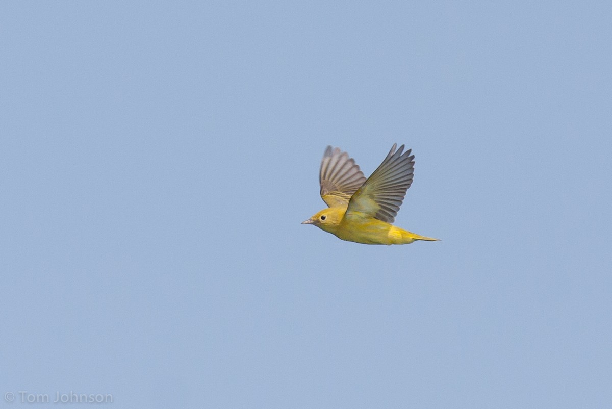Yellow Warbler - ML63203701