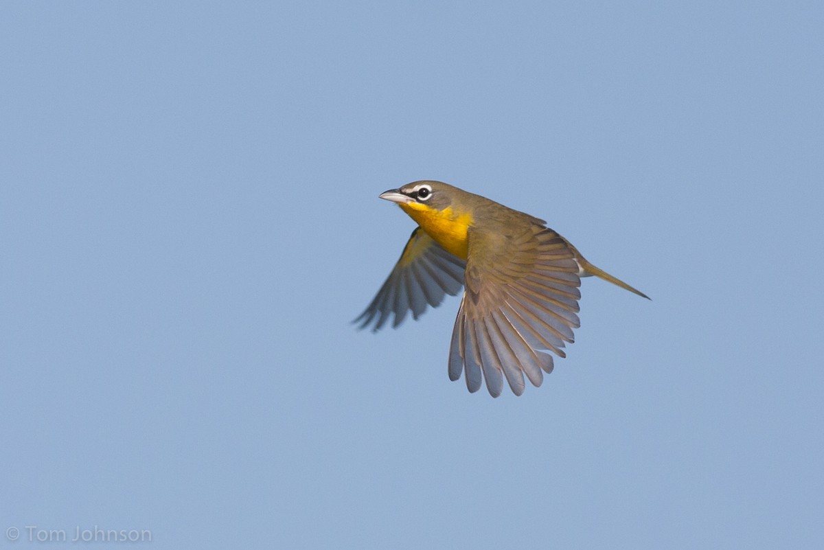 Yellow-breasted Chat - Tom Johnson