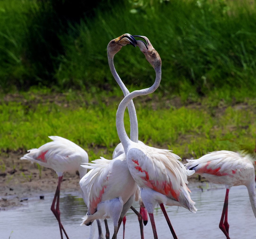 Greater Flamingo - Suresh Sharma