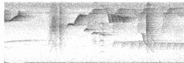  - Philippine Jungle Flycatcher