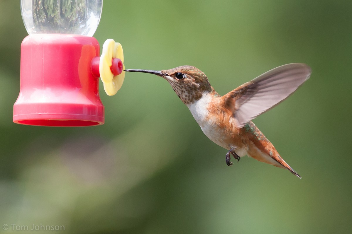 Rufous Hummingbird - Tom Johnson