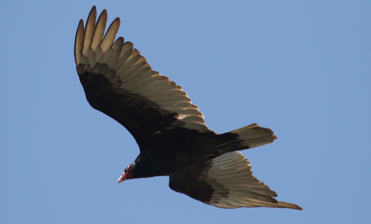 Turkey Vulture - Peter Svensson