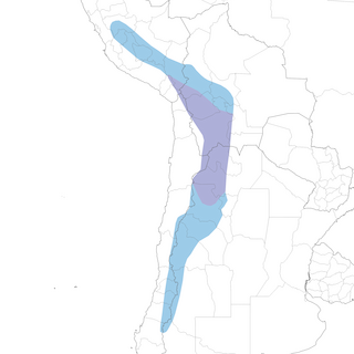 Distribution of the Cinereous Ground-Tyrant - Range Map