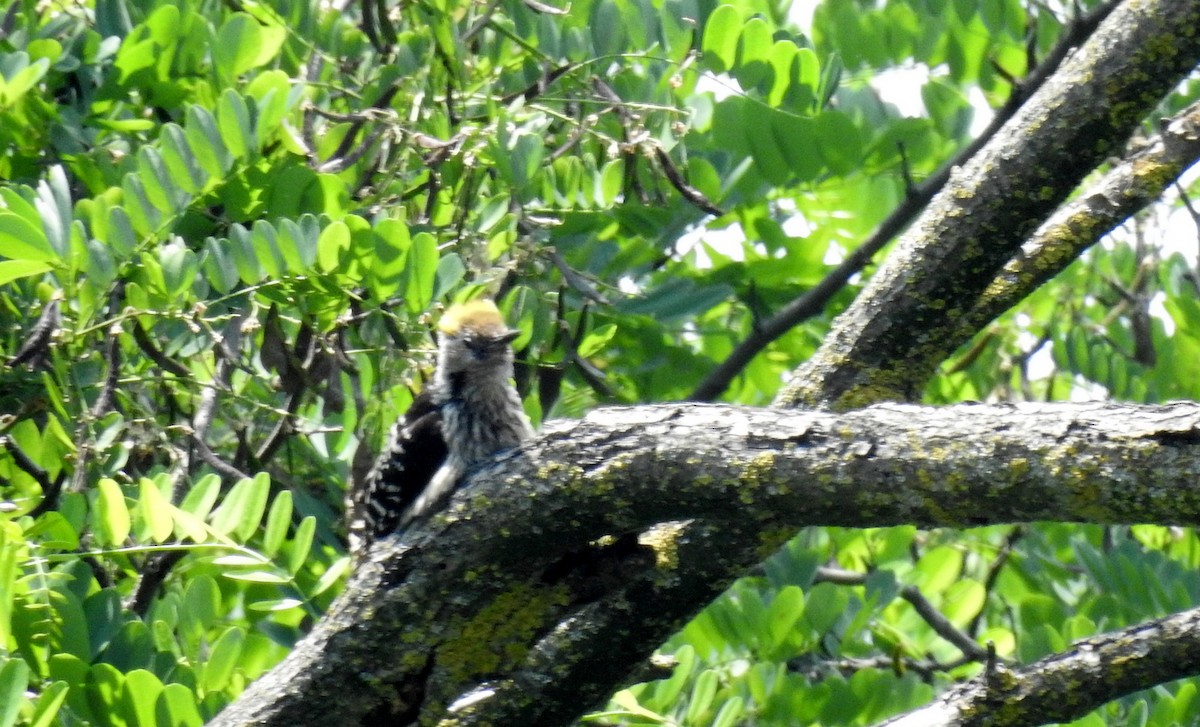 Brown-fronted Woodpecker - Anonymous