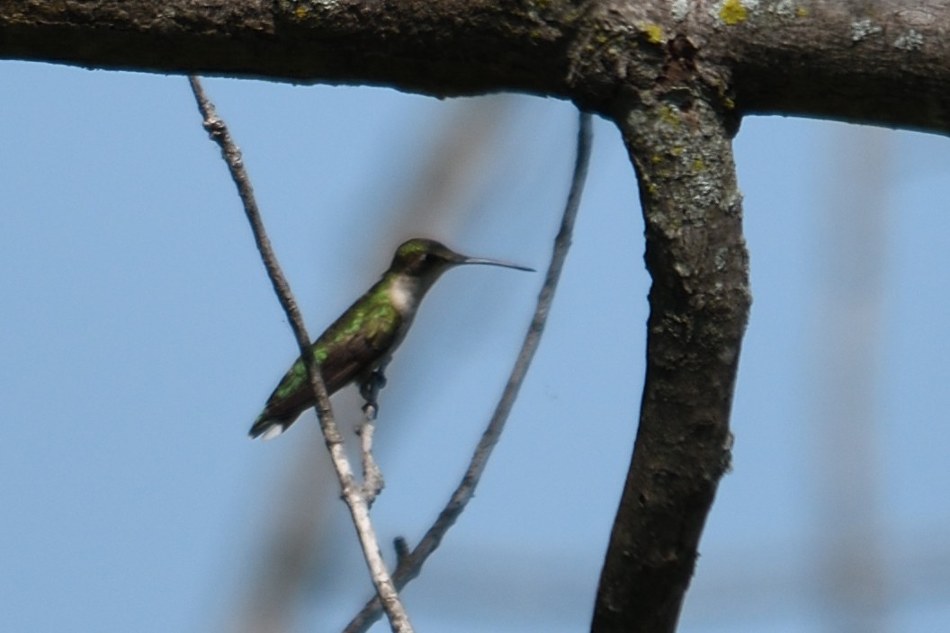 Ruby-throated Hummingbird - RaDel Hinckley