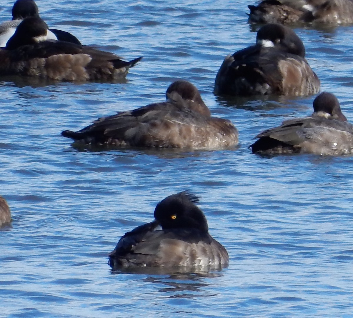 Tufted Duck - ML63214811