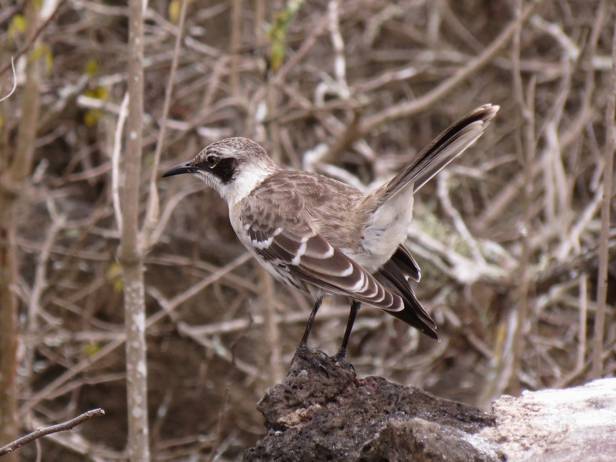 Galapagos Mockingbird - Olívia  Suzuki