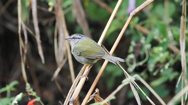  - Green-backed Sparrow