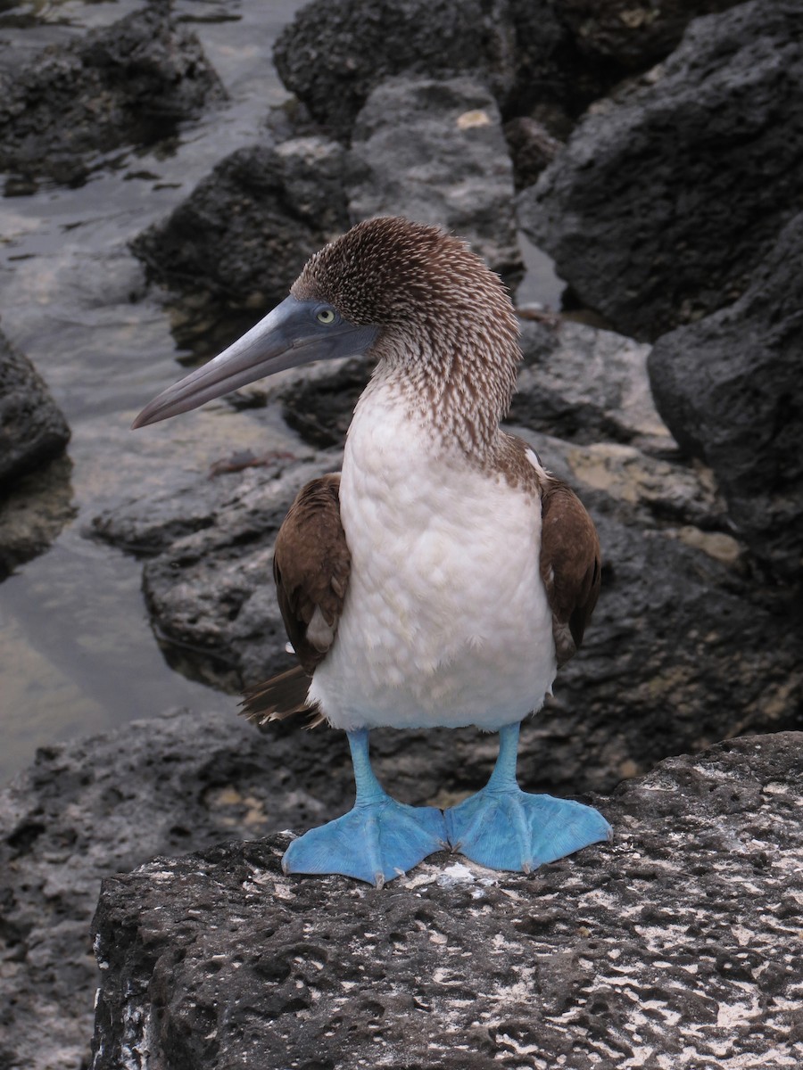 Blue-footed Booby - ML63217001