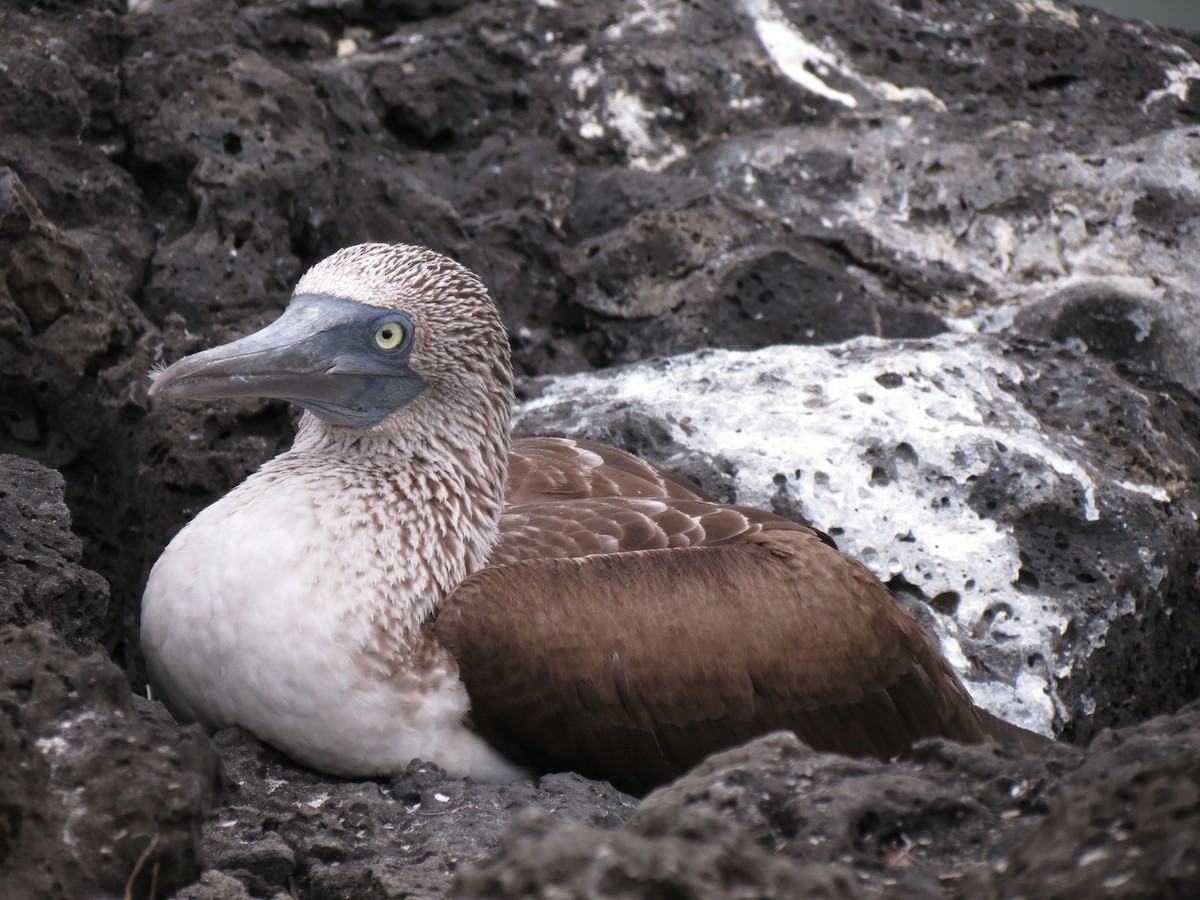 Blue-footed Booby - ML63217011