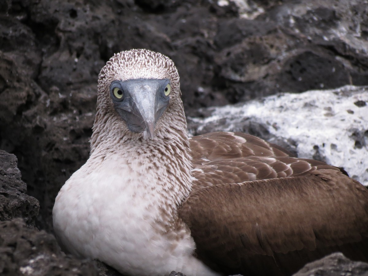 Blue-footed Booby - ML63217021