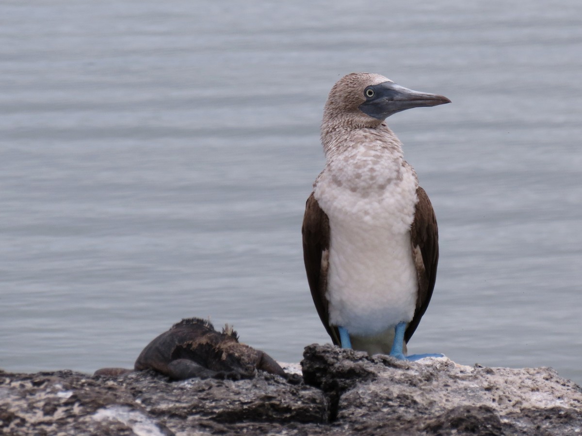 Blue-footed Booby - ML63217031