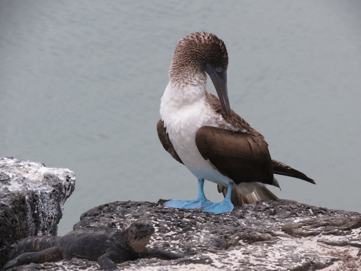 Blue-footed Booby - ML63217041