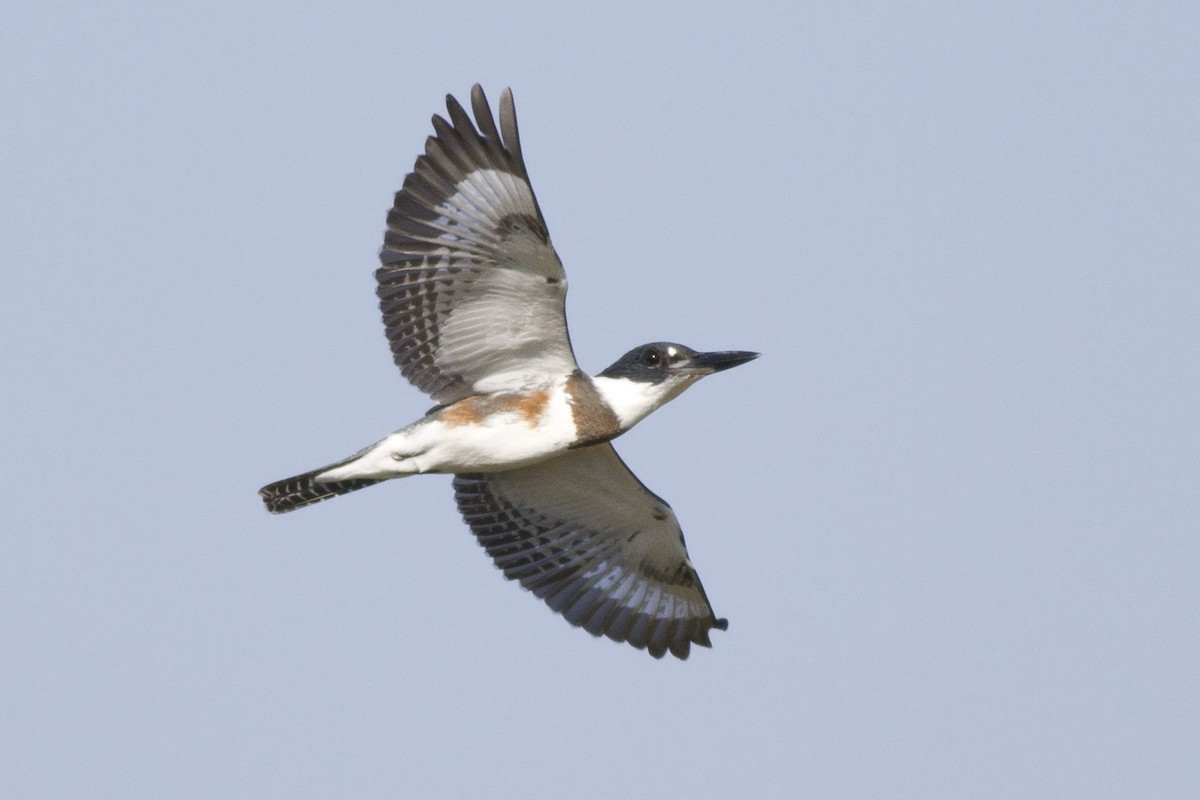 Belted Kingfisher - Samuel Paul Galick