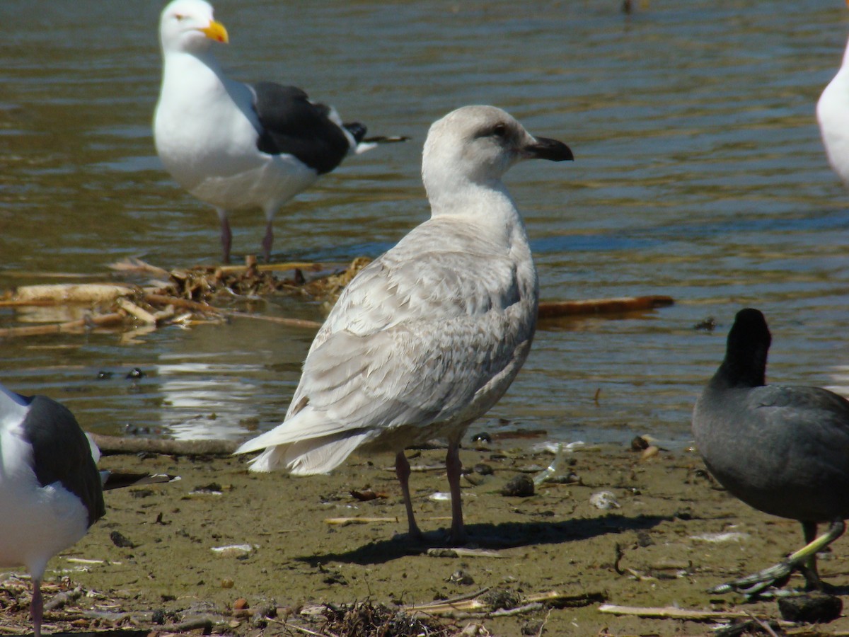 Glaucous-winged Gull - Dave Czaplak