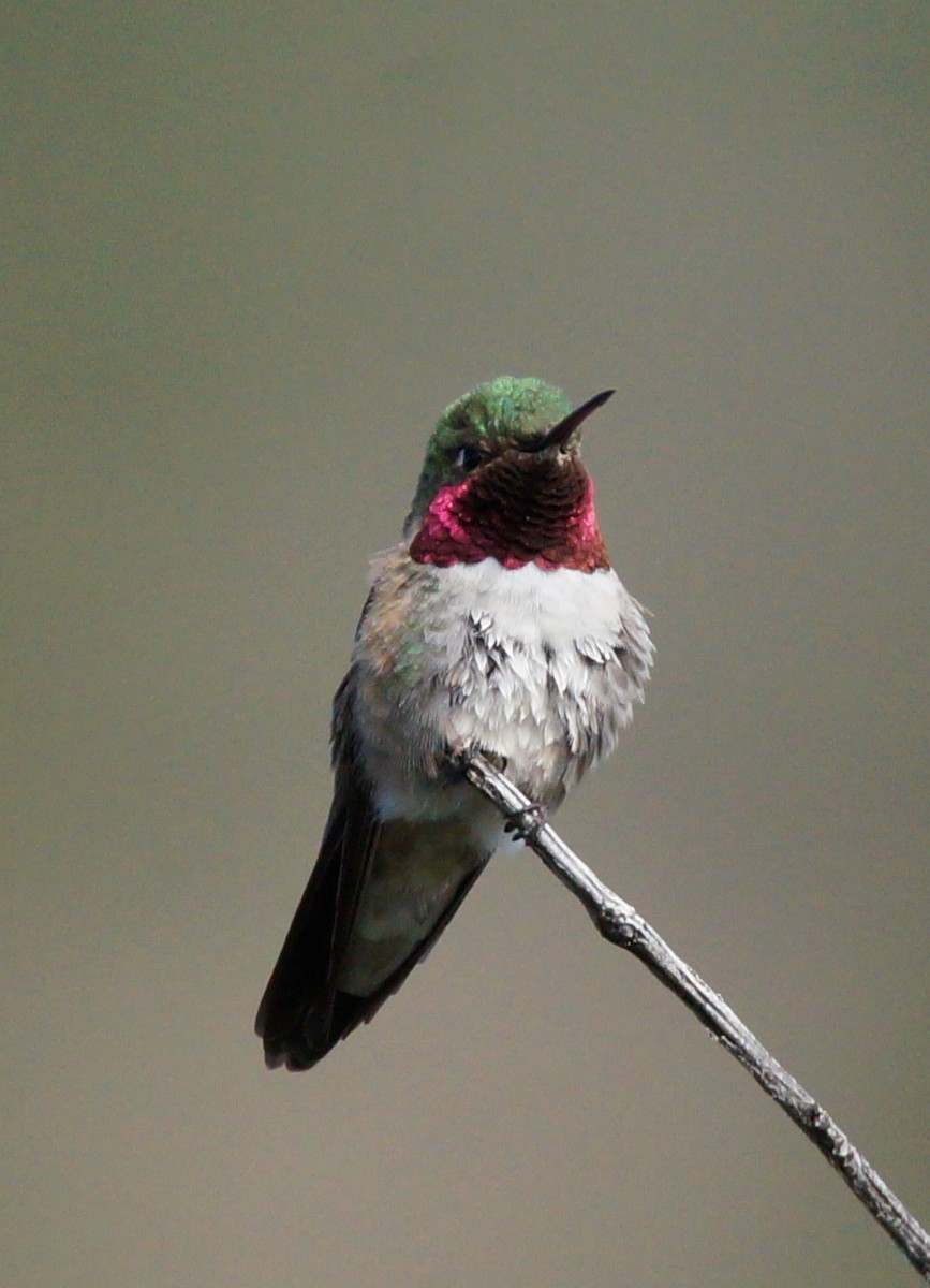 Broad-tailed Hummingbird - Samuel Murray