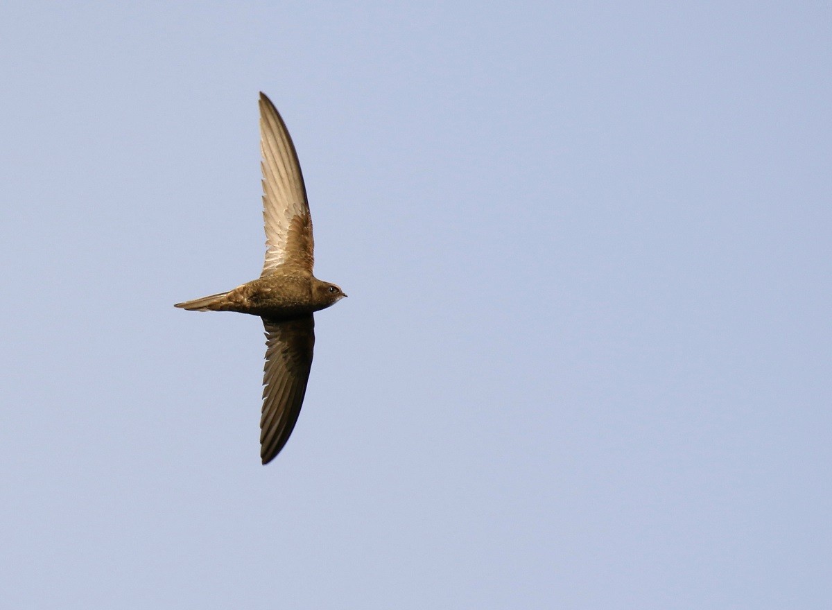 Common Swift - Kari Varpenius