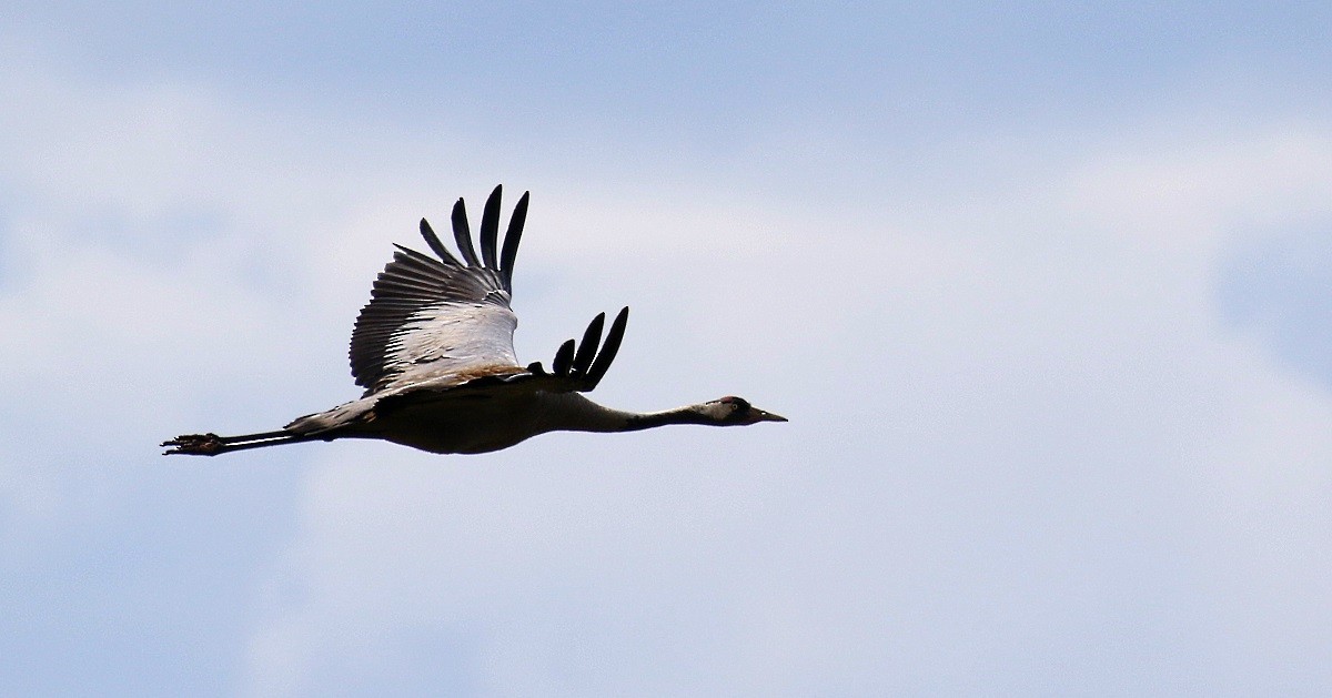Common Crane - Kari Varpenius
