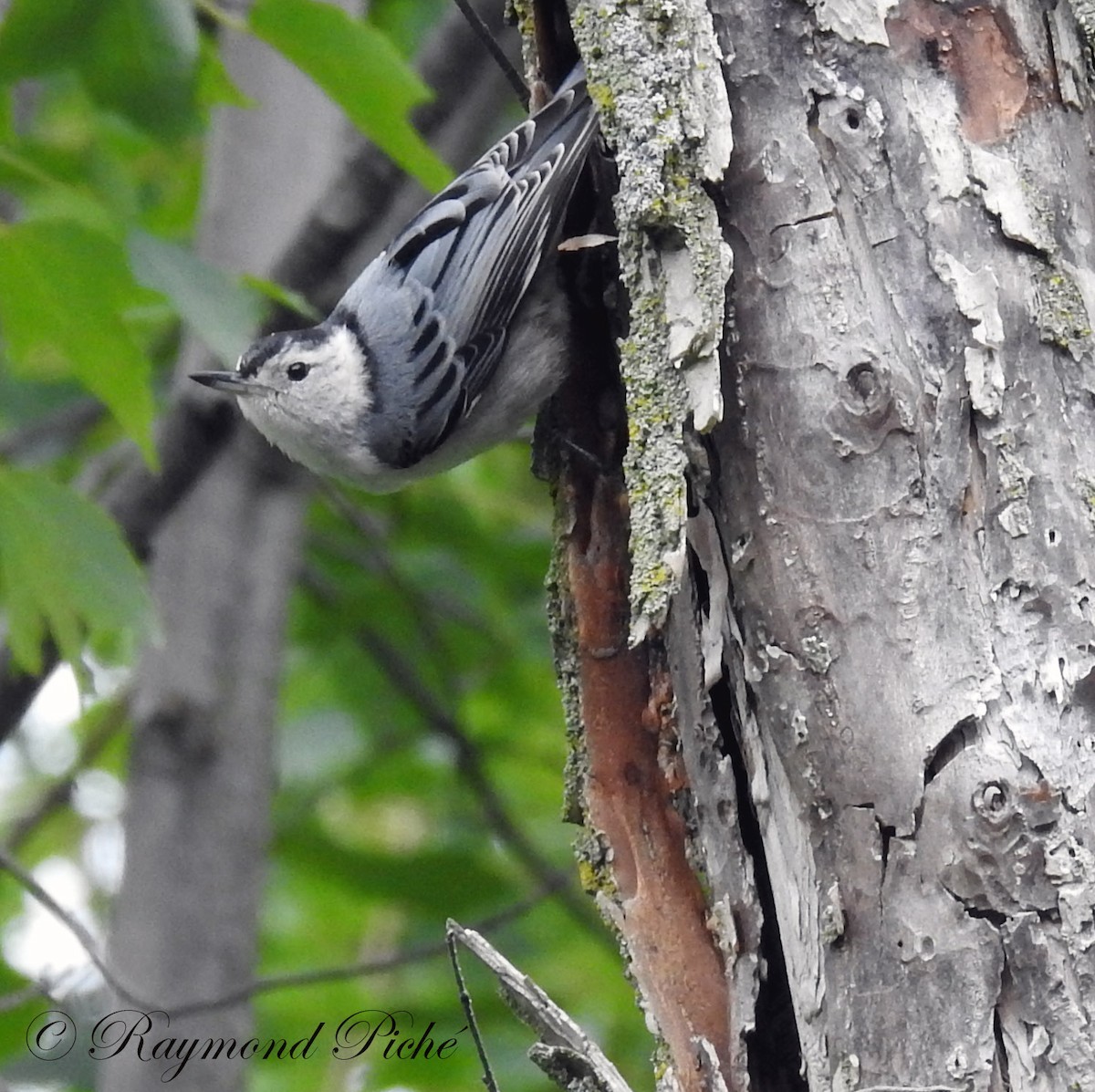 White-breasted Nuthatch - Raymond  Piché