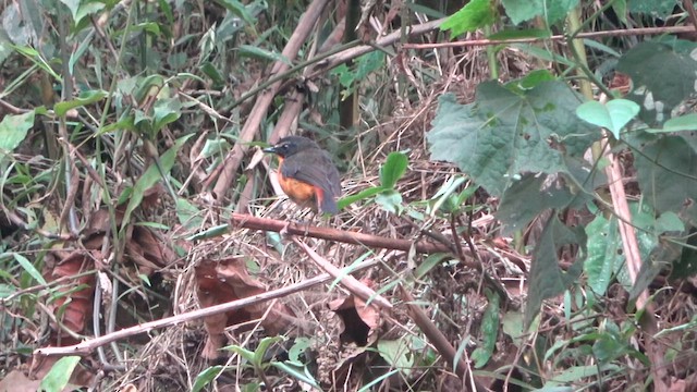  - Mountain Robin-Chat (Mountain)