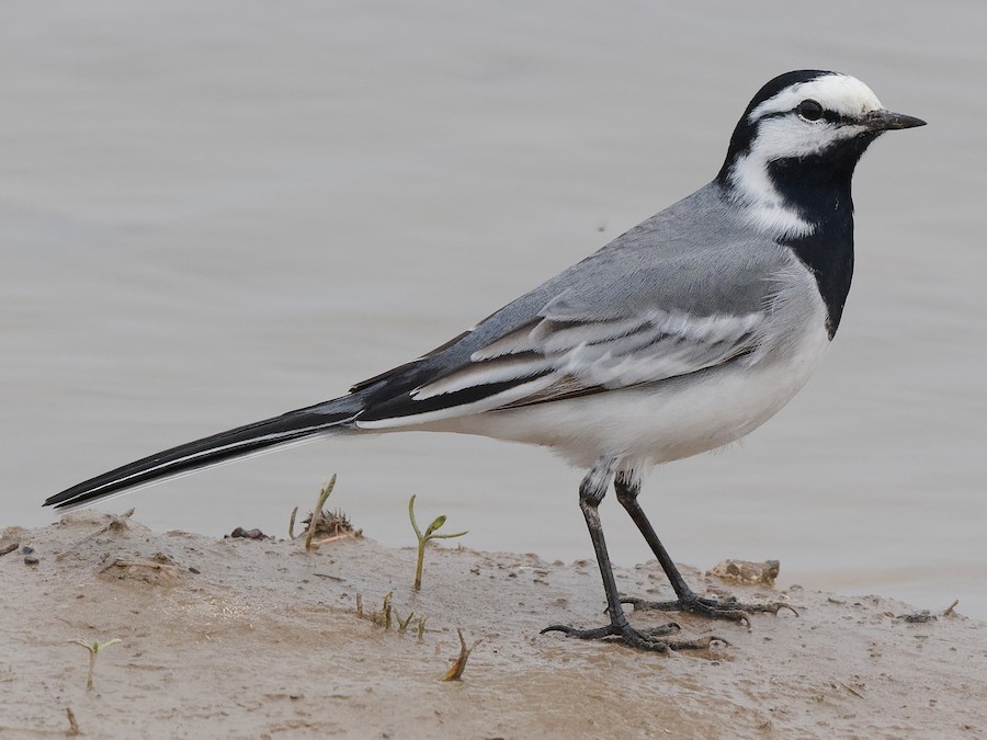 White Wagtail