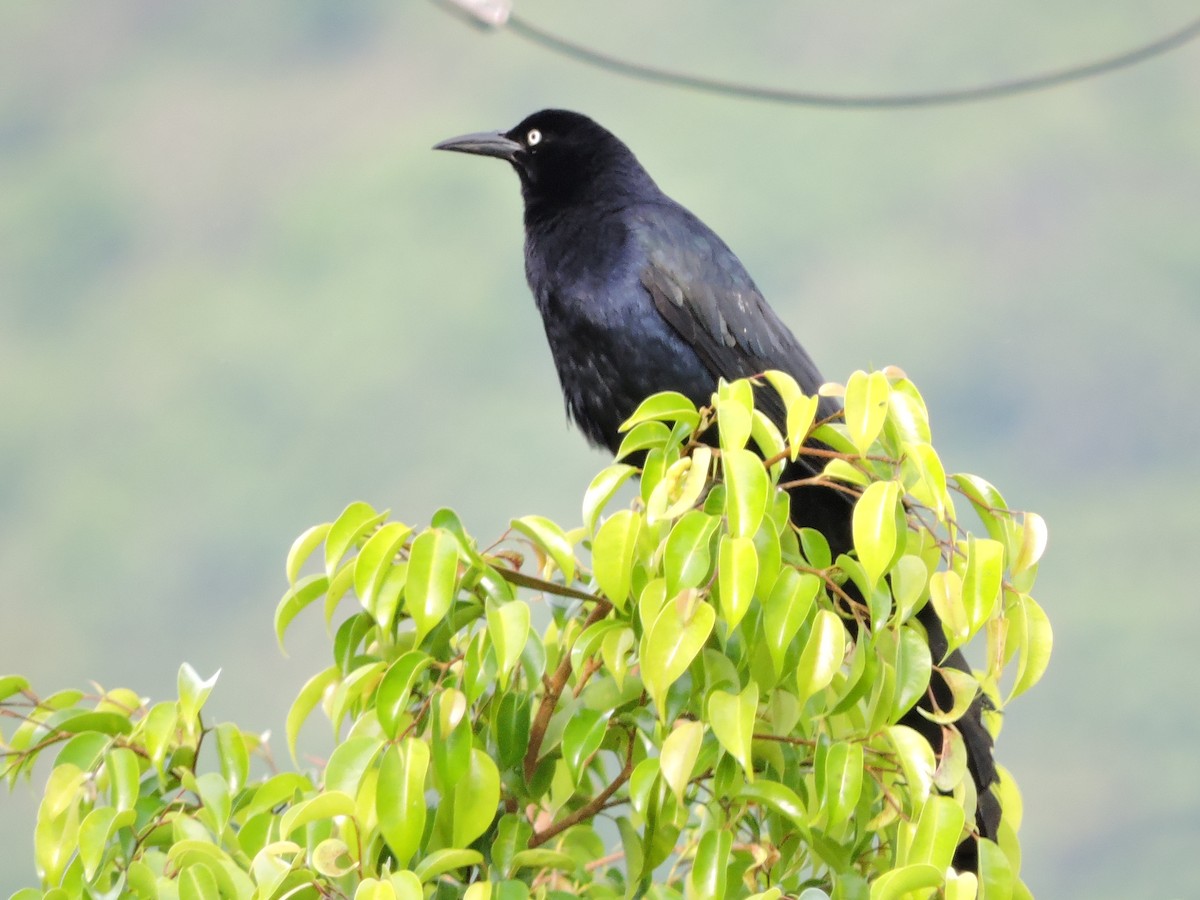 Great-tailed Grackle - ML63230221