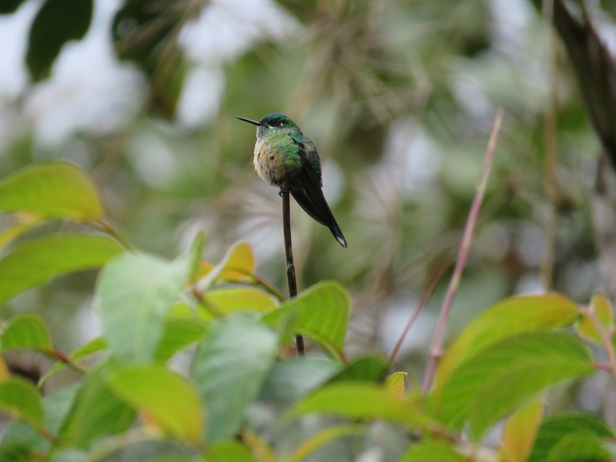Long-tailed Sylph - ML63230411