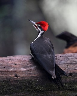 Pileated Woodpecker