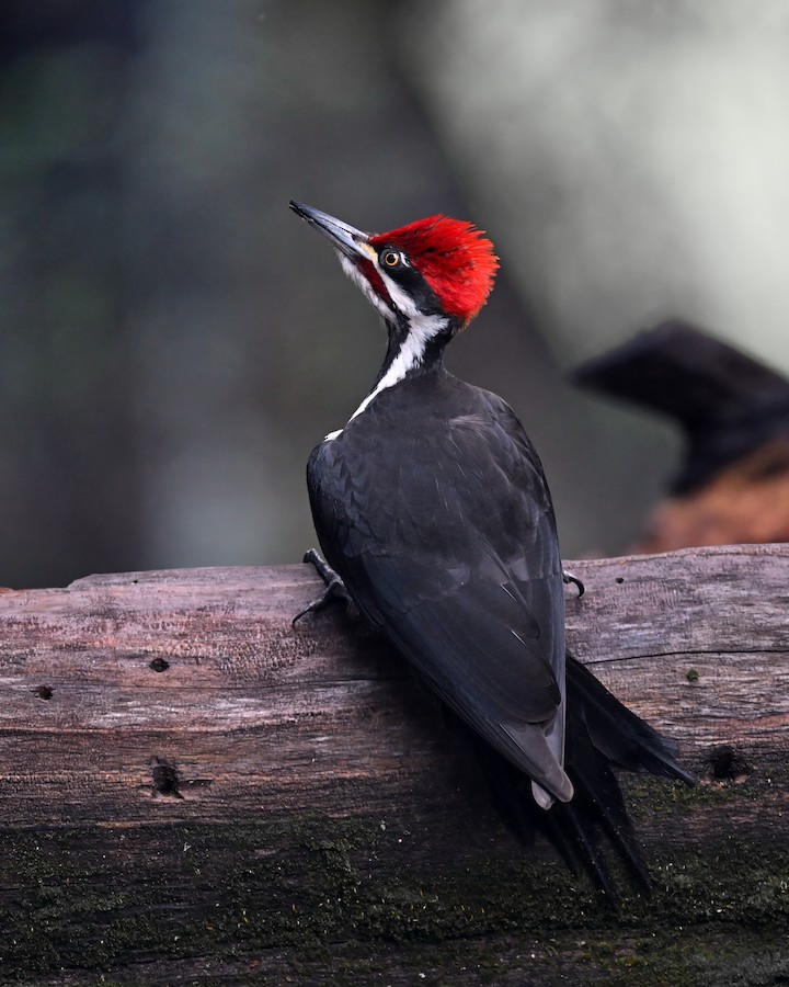 Pileated Woodpecker
