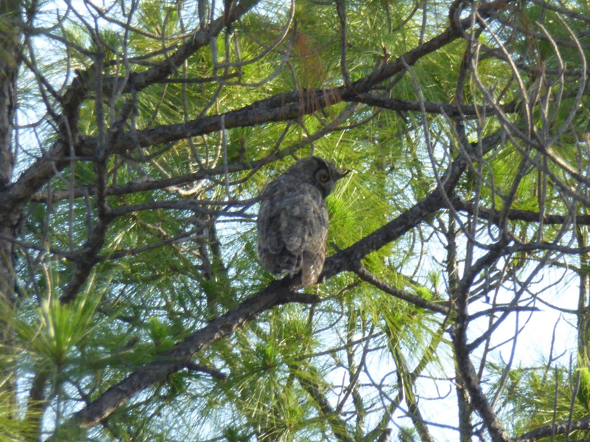 Great Horned Owl - robert kraft