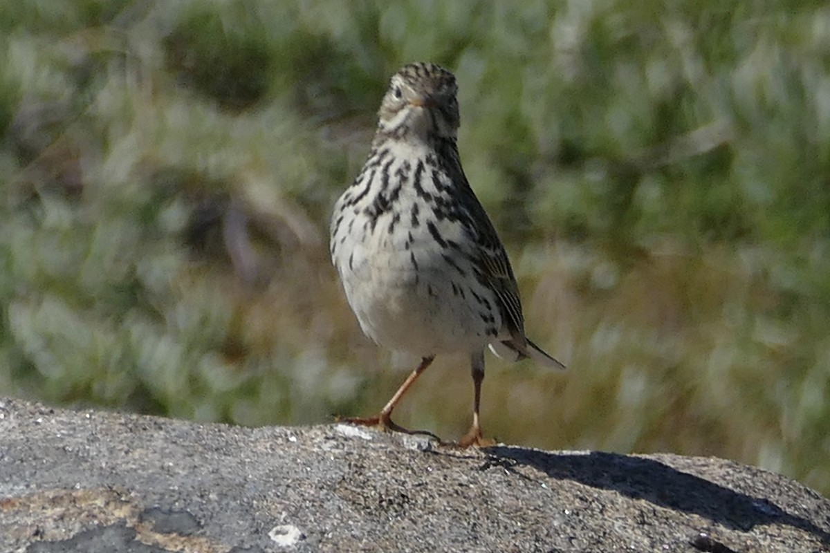 Meadow Pipit - ML63232831