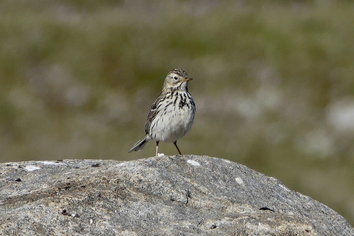 Meadow Pipit - ML63232841