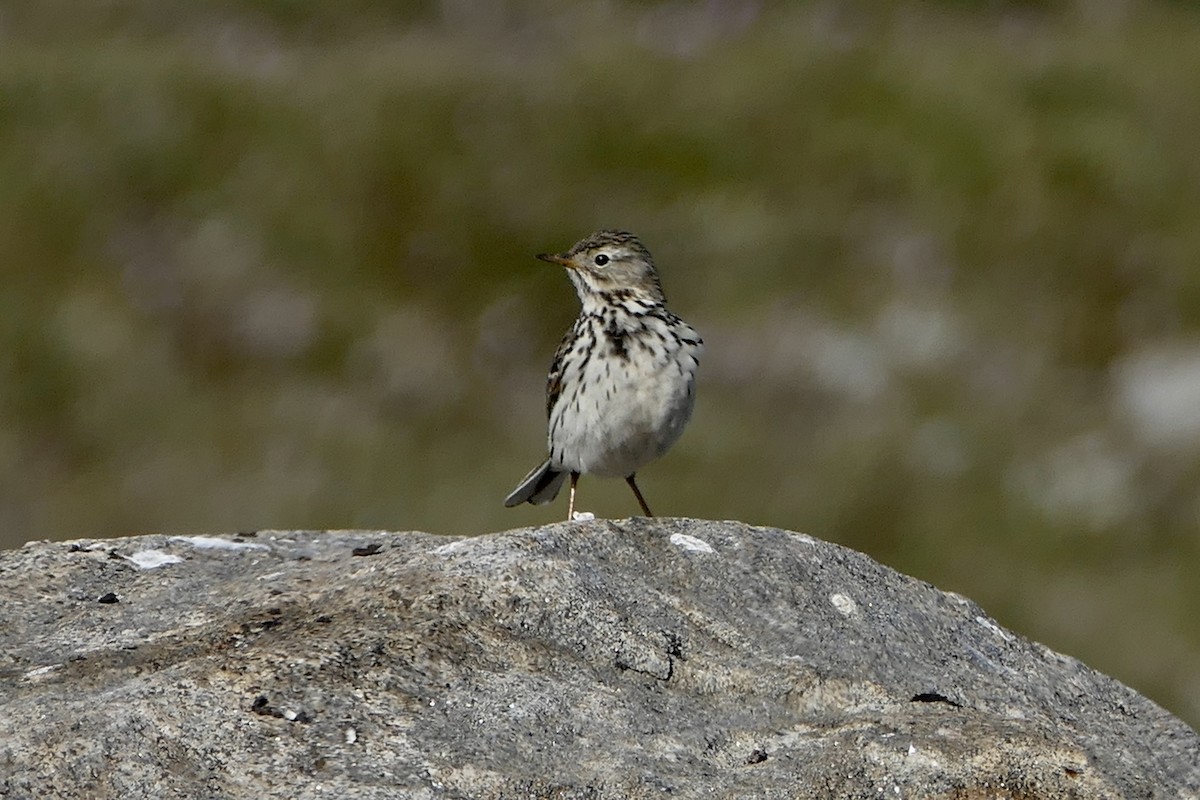 Meadow Pipit - ML63232851