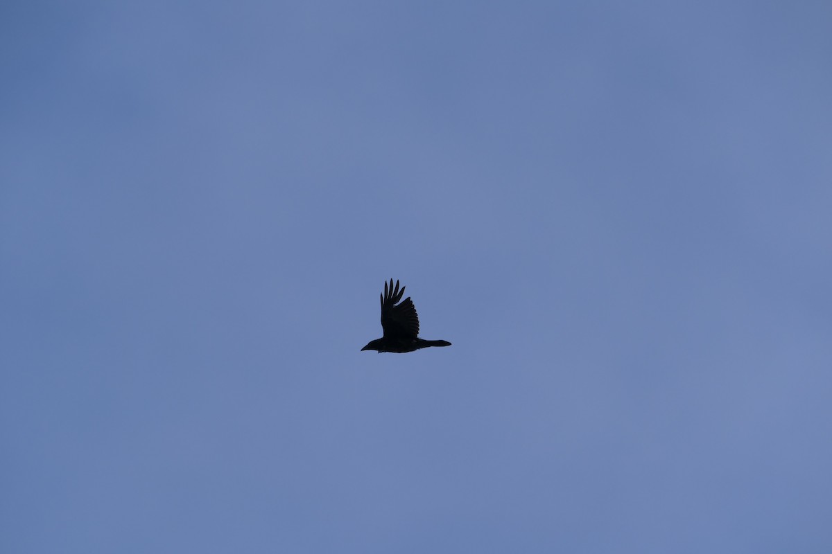 Common Raven - ML63232871