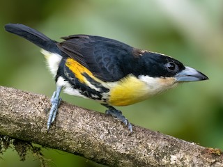 Spot-crowned Barbet