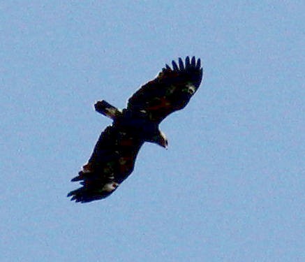 Greater Spotted Eagle - ML63233491