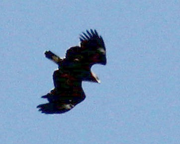 Greater Spotted Eagle - ML63233501