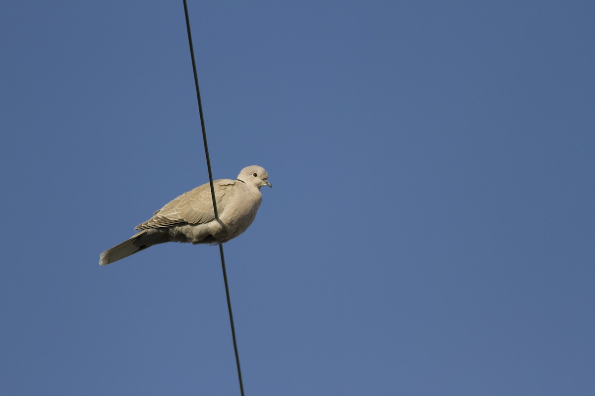 Eurasian Collared-Dove - Samuel Paul Galick